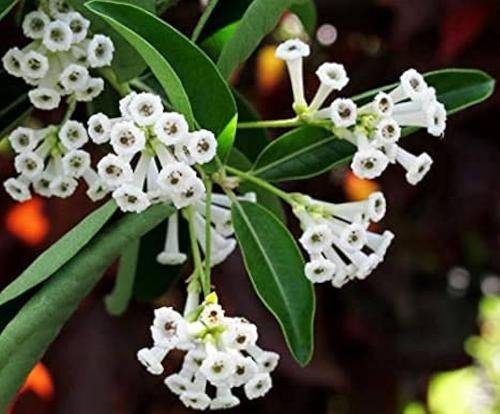 Day Blooming Jasmine (Cestrum diurnum)